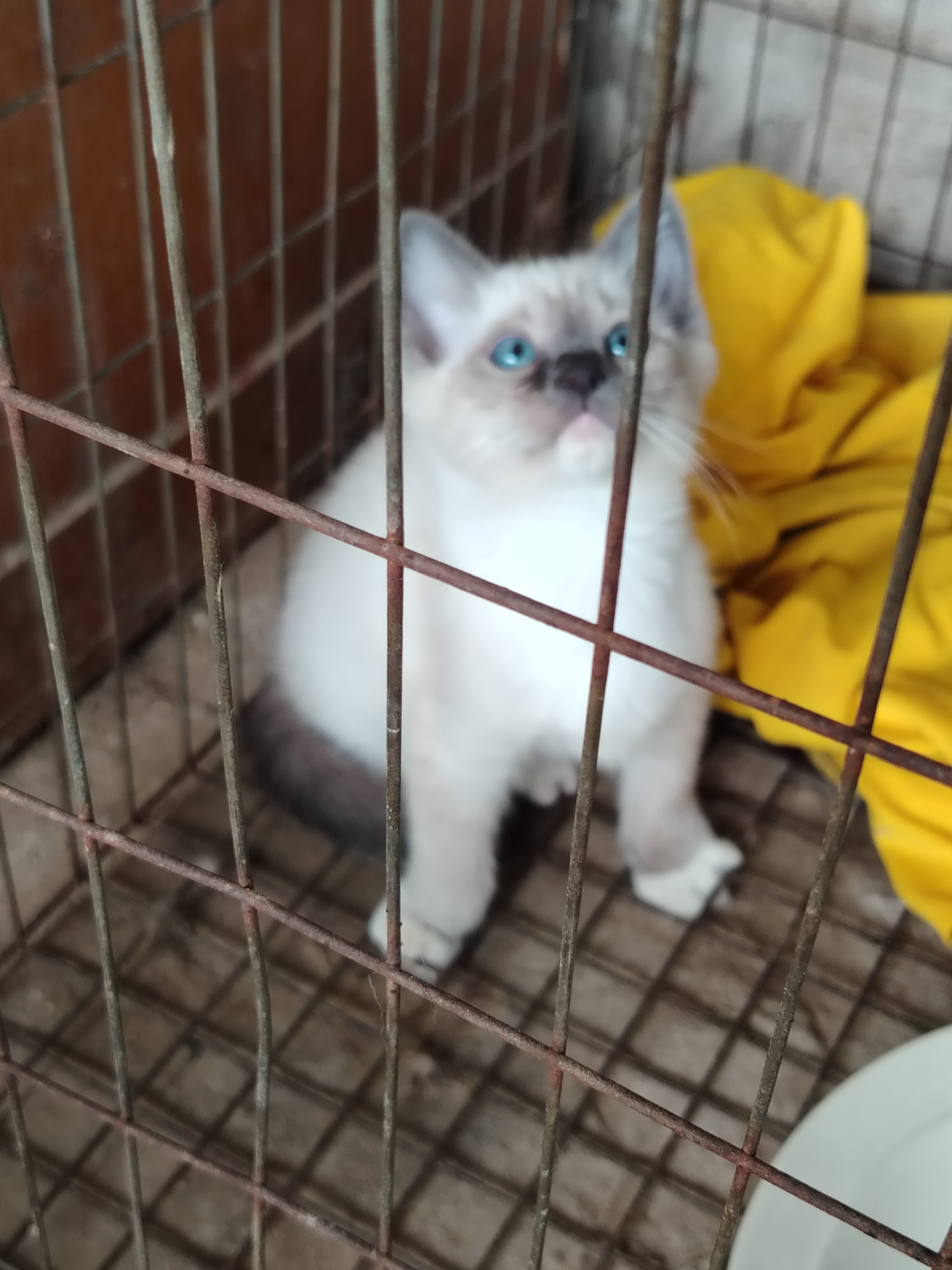 2个多月的暹罗猫弟弟，会用猫砂，不挑食！

暹罗猫弟弟！

暹罗猫弟弟！
